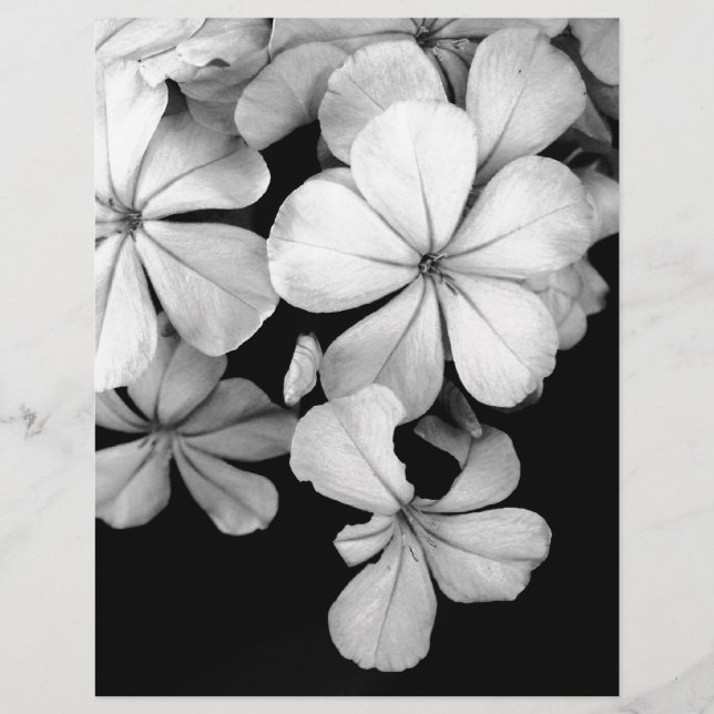 zwarte en witte Plumbago (Voorkant)