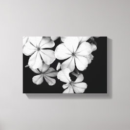 zwarte en witte Plumbago Canvas Afdruk