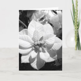 Zwarte en Witte Poinsettia-kerstkaart Feestdagen Kaart