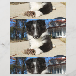 zwarte en witte puppy flyer