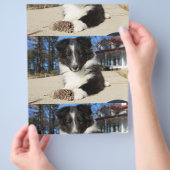 zwarte en witte puppy flyer (Hand)