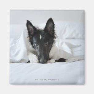 Zwarte en witte puppy in bed met bot magneet