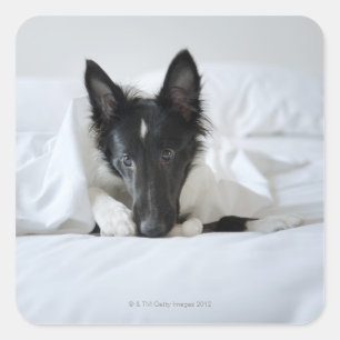 Zwarte en witte puppy in bed met bot vierkante sticker