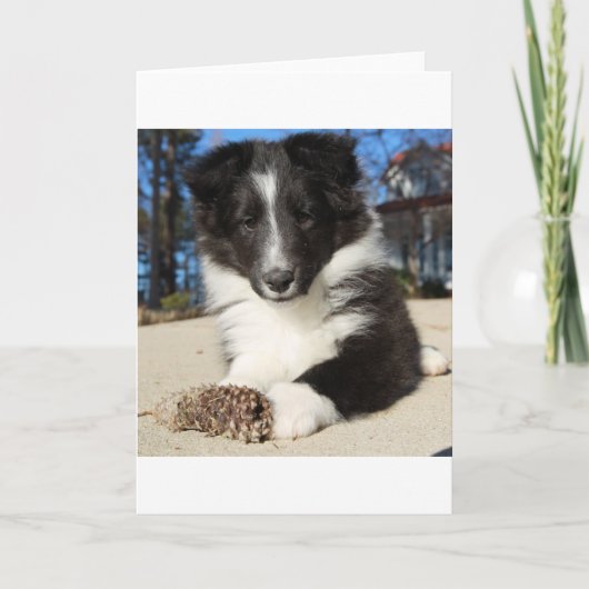 zwarte en witte puppy kaart (Voorkant)
