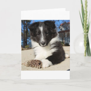 zwarte en witte puppy kaart