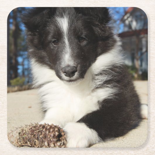zwarte en witte puppy kartonnen onderzetters (Voorkant)