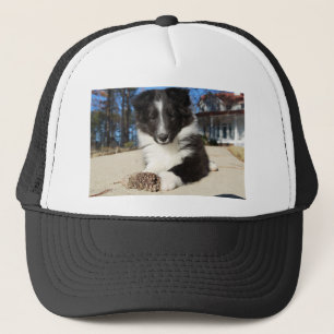 zwarte en witte puppy trucker pet