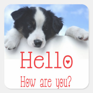 Zwarte en witte rand Collie Puppy Dog Red Hallo Vierkante Sticker