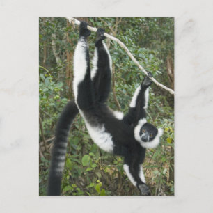 Zwarte en witte rode Lemur (Varecia) Briefkaart