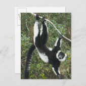 Zwarte en witte rode Lemur (Varecia) Briefkaart (Voorkant / Achterkant)