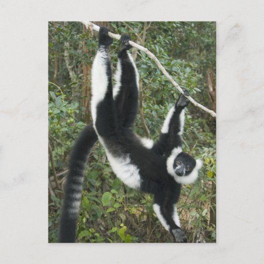 Zwarte en witte rode Lemur (Varecia) Briefkaart (Voorkant)
