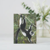 Zwarte en witte rode Lemur (Varecia) Briefkaart (Staand voorkant)