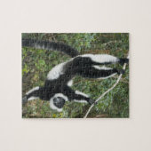 Zwarte en witte rode Lemur (Varecia) Legpuzzel (Horizontaal)