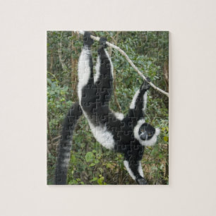 Zwarte en witte rode Lemur (Varecia) Legpuzzel