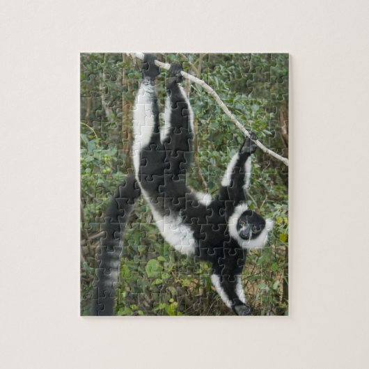 Zwarte en witte rode Lemur (Varecia) Legpuzzel (Verticaal)