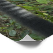 Zwarte en witte rode Lemur (Varecia) Poster (Hoek)