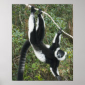 Zwarte en witte rode Lemur (Varecia) Poster (Voorkant)