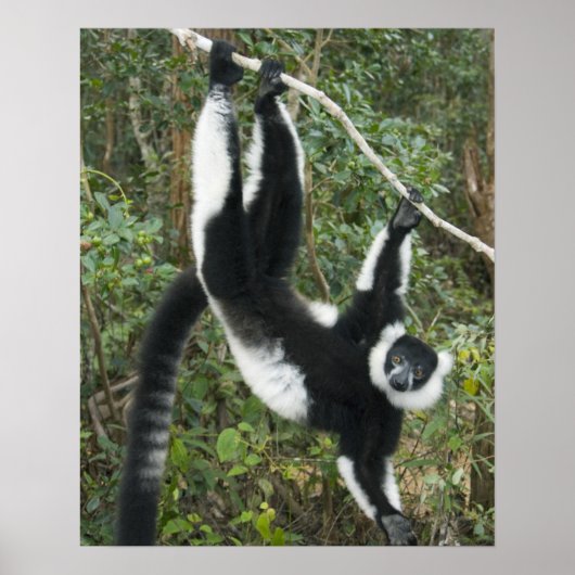 Zwarte en witte rode Lemur (Varecia) Poster (Voorkant)