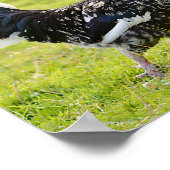 Zwarte en witte rooster die op gras folie holi loo poster (Hoek)