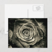 zwarte en witte rozen briefkaart (Voorkant / Achterkant)