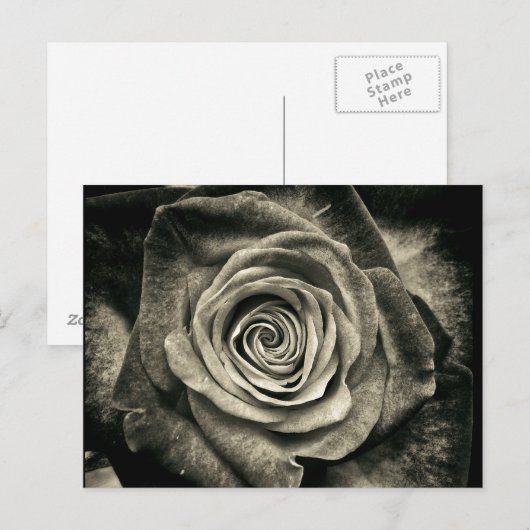  zwarte en witte rozen briefkaart (Voorkant / Achterkant)