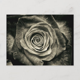  zwarte en witte rozen briefkaart