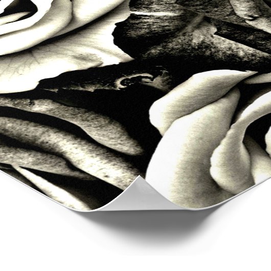 Zwarte en witte rozen poster (Hoek)