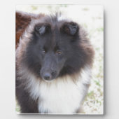 Zwarte en witte scheluw fotoplaat (Voorkant)