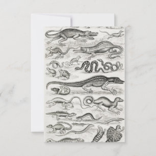 Zwarte en Witte Schildpad Reptielen Alligators RSVP Kaartje