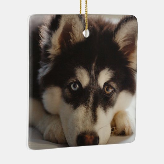 Zwarte en witte siberische husky keramisch ornament (Rechts)