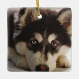 Zwarte en witte siberische husky keramisch ornament