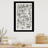 Zwarte en witte skelet Skulls Mammalia Poster (Keuken)