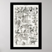 Zwarte en witte skelet Skulls Mammalia Poster (Voorkant)