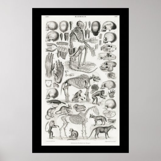 Zwarte en witte skelet Skulls Mammalia Poster (Voorkant)