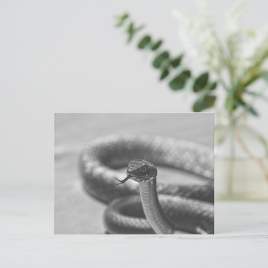 Zwarte en witte slang briefkaart (Staand voorkant)