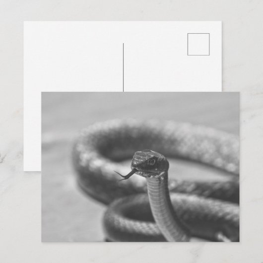 Zwarte en witte slang briefkaart (Voorkant / Achterkant)