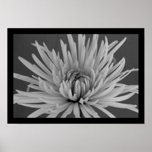 Zwarte en witte spinmum poster