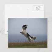 zwarte en witte Springer-spaniel met Briefkaart (Voorkant / Achterkant)