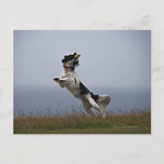 zwarte en witte Springer-spaniel met Briefkaart (Voorkant)