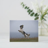 zwarte en witte Springer-spaniel met Briefkaart (Staand voorkant)