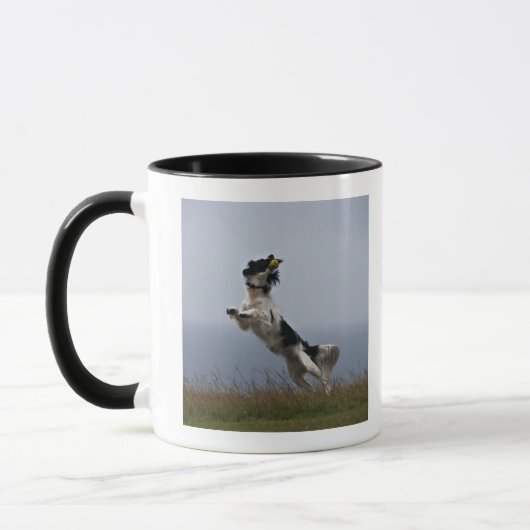 zwarte en witte Springer-spaniel met Mok (Links)
