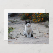 zwarte en witte straffe kat na het kruisen briefkaart (Voorkant / Achterkant)