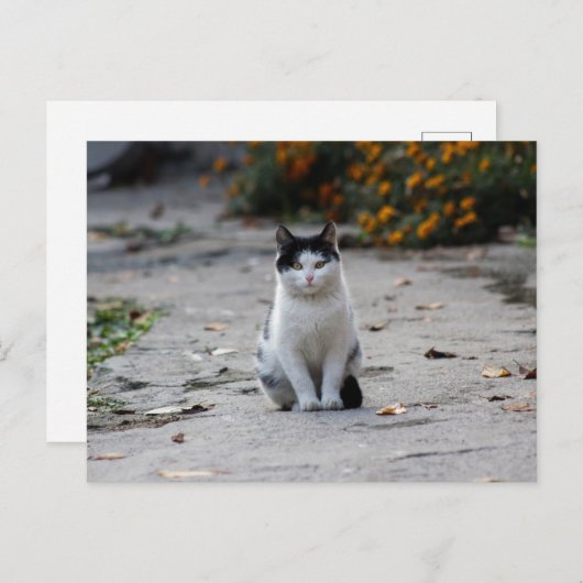 zwarte en witte straffe kat na het kruisen briefkaart (Voorkant / Achterkant)