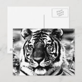 Zwarte en witte tijger briefkaart (Voorkant / Achterkant)