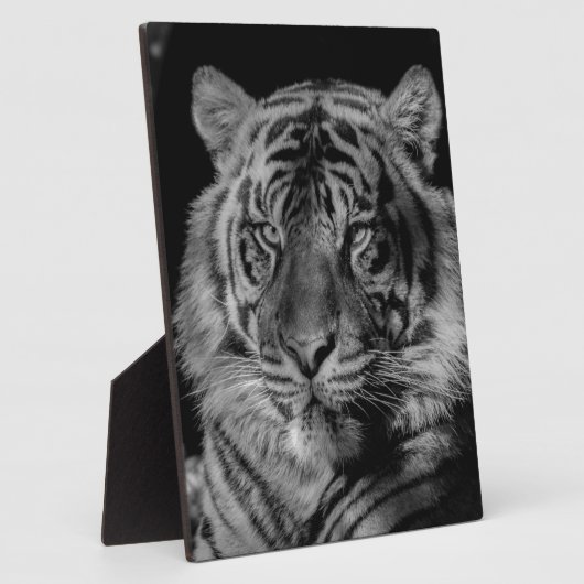 Zwarte en witte tijger fotoplaat (Zijkant)