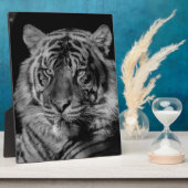 Zwarte en witte tijger fotoplaat (Zijkant)