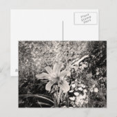  zwarte en witte tijger Lily-bloem Briefkaart (Voorkant / Achterkant)