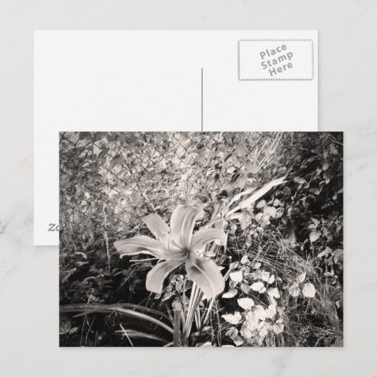 zwarte en witte tijger Lily-bloem Briefkaart (Voorkant / Achterkant)