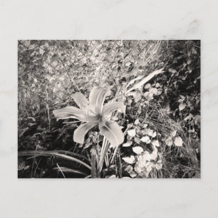 zwarte en witte tijger Lily-bloem Briefkaart