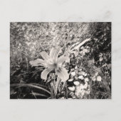 zwarte en witte tijger Lily-bloem Briefkaart (Voorkant)